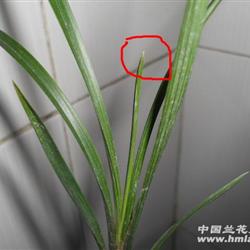 心叶乳化的多叶龙根春剑好赌草 - 中国兰花交易网