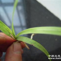 贵州刚下山龙根春兰曙艺b - 中国兰花交易网