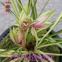 莲瓣兰花艺双全:亮兰子母苗2苗【12-9f】