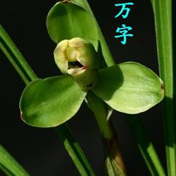 春兰老种万字-带花苞【阳台草】 - 中国兰花交易网