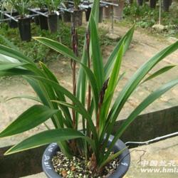 金凤锦 带3花剑 0100 - 中国兰花交易网