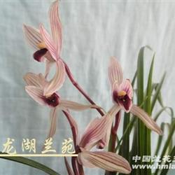 莲瓣兰红舌新品--红宝石2苗1芽1花