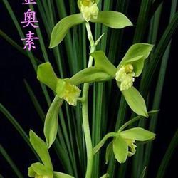 蕙兰老种金奥素【带2花苞】