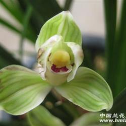 春梅瓣所有产品图片