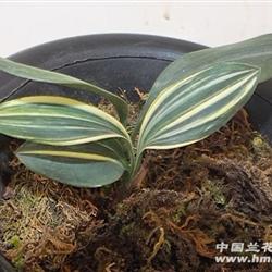 漂亮兔耳兰艺 - 中国兰花交易网