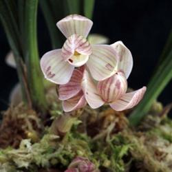 交易品种+-+兰花网店