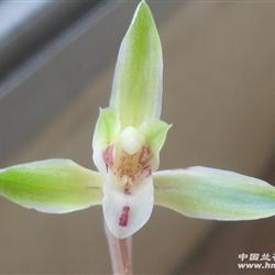 下山春兰水晶花(4)