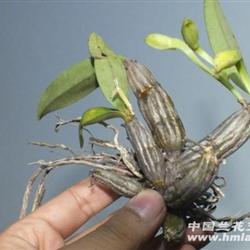 翅梗石斛1