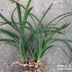 春兰边草奇花b