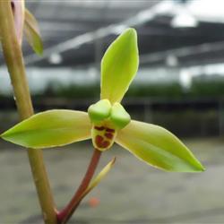 贵州火烧兰梅瓣