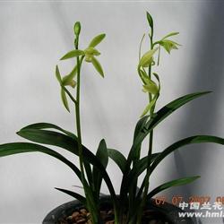 日月宝 - 中国兰花交易网