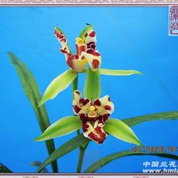 一门三父子  漂亮引种苗