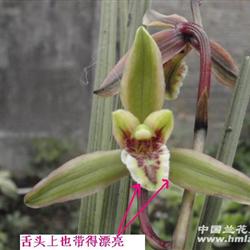 刚挖下山蕙兰极品水晶稿复轮花b(带花)