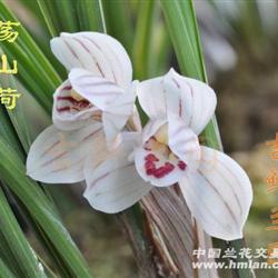 荡山荷 - 中国兰花交易网