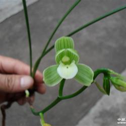 ab-91;小荷瓣大圆舌素(两组已开花) - 中国兰花交易网