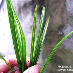 新品蕙兰丝缟艺 - 中国兰花交易网