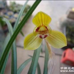 豆瓣黄花荷瓣【7苗带花】