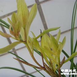 春兰玉树临风带花苞