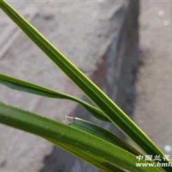 蕙兰----金边