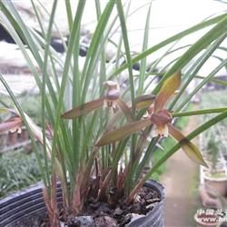 春兰普草(红花)4个花