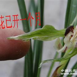 自养本地春兰双艺水晶花【一发二共3苗】超漂亮