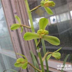 蕙兰-江南新极品(已开花)