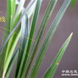 春:好特征叶蝶好花
