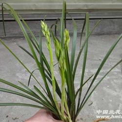 随州--带花苞野生惠兰
