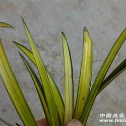 春兰金黄中透