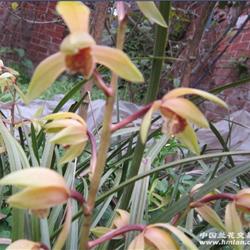 惠兰瓣型花 - 中国兰花交易网