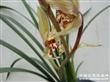 ��ɵ�-��׳��-��2ѿ7CM+1CM