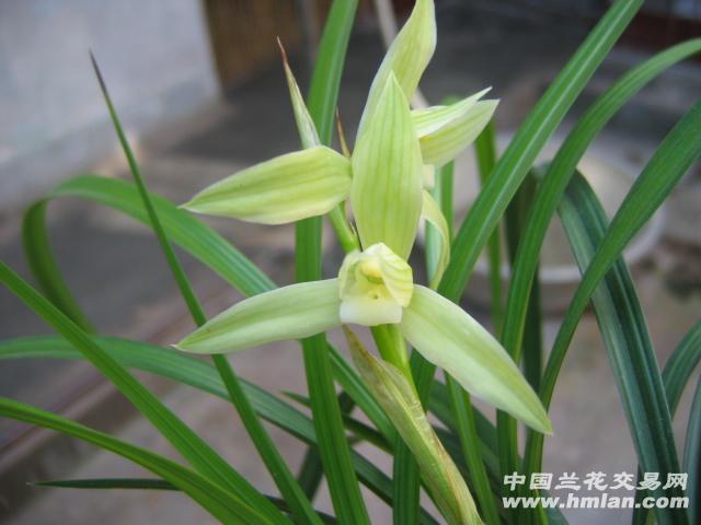 隆昌素2苗1芽带花苞2个 中国兰花交易网