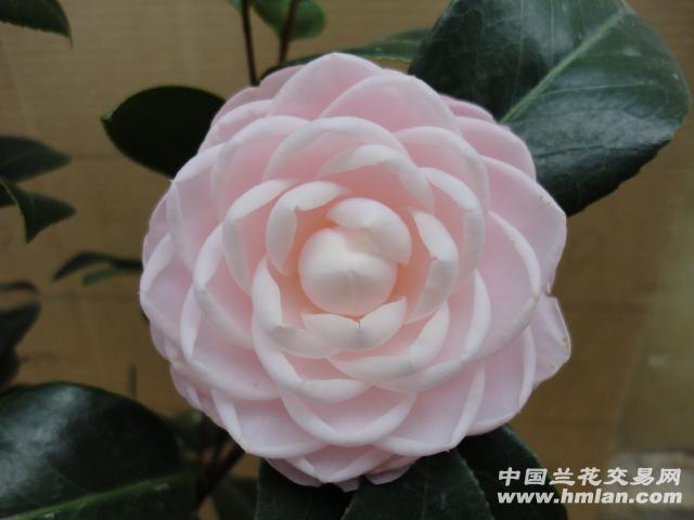 闽名品茶花:现花七仙女(粉红花)带苞,58公分高