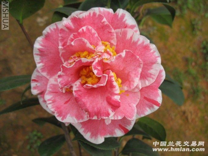 琼克莱尔(带苞-茶花,52公分高
