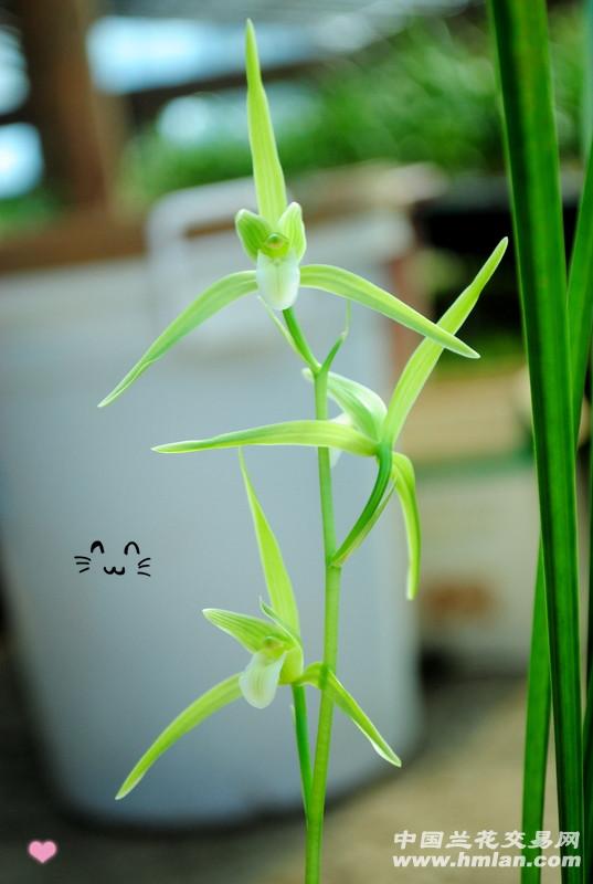 细叶寒素小猫素