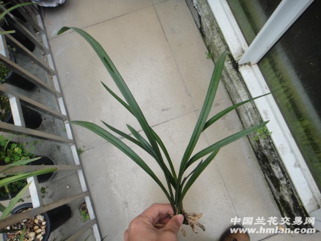 大邑梦圆带2芽