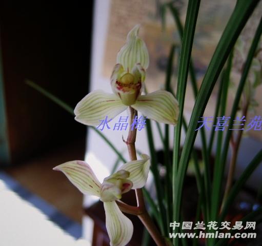 莲瓣兰水晶梅飘梅2苗3芽带苞 - 中国兰花交易网
