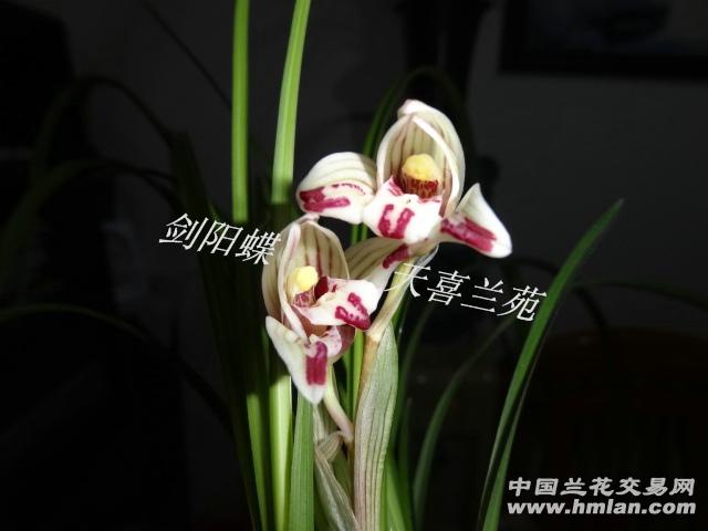 剑阳蝶莲瓣兰6苗1芽