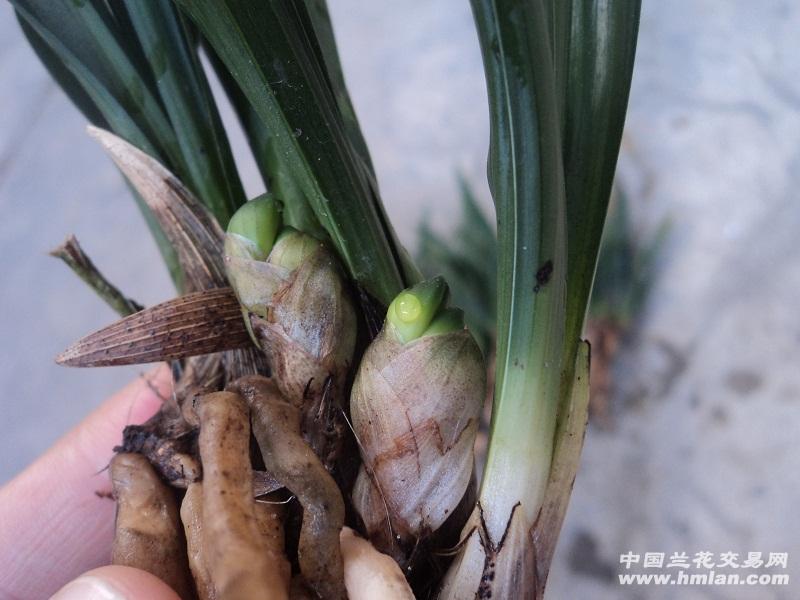 春兰荷瓣带2花苞壮苗碧玉圆荷5苗1小芽点