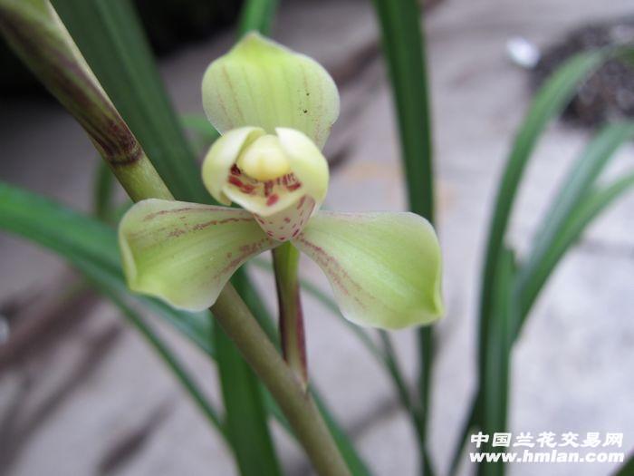 黄光登带花苞 中国兰花交易网