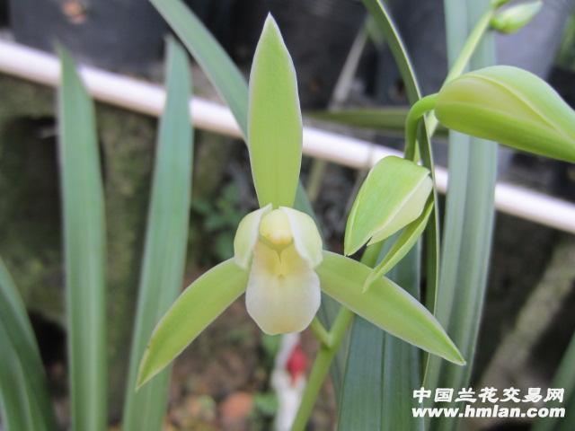 所有分类 银边大贡~4苗1花苞【银边大贡】建兰素心.