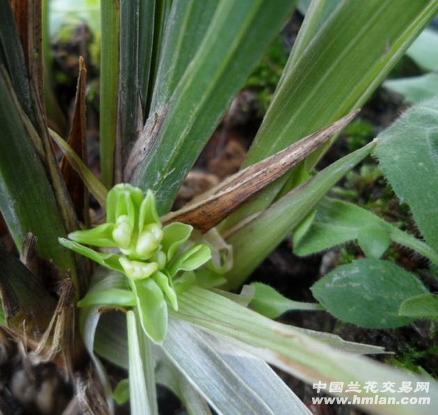 蕙兰青杆青花剥花【梅瓣 带花1