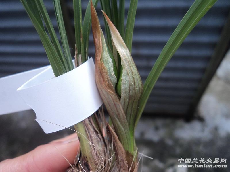 4余蝴蝶2苗1花苞
