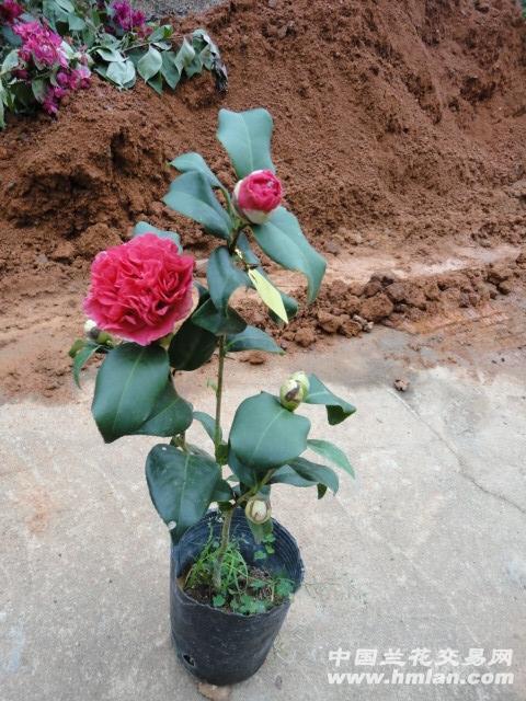 玛丽安茶花的花形 现花带苞 44公分(2)