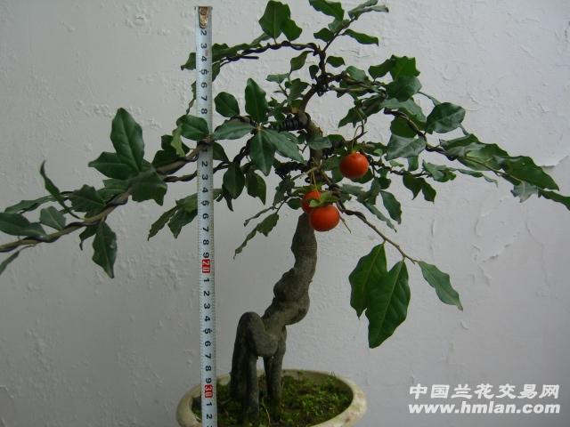 金弹子 - 中国兰花交易网