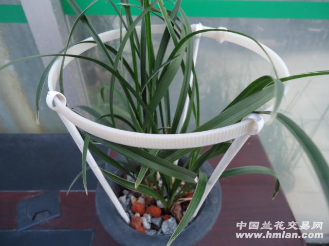 生长激素对兰花的促芽促蕾作用-种养心得-中国