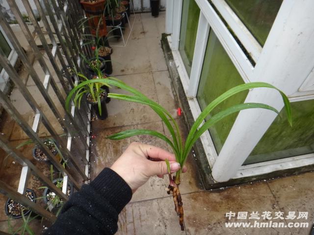 莲瓣极品荷[药草又名丹荷鼎]A--新苗带1大芽