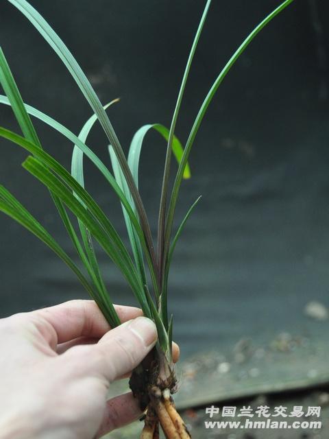 春剑精品-水晶红素-现切壮苗