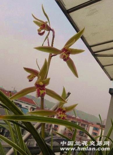 白边红复轮花(蕙兰3苗)