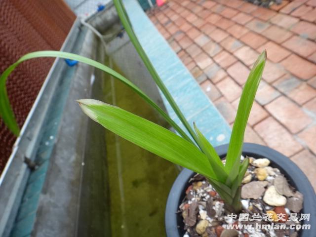 建兰鹅头水晶--开梅瓣 - 中国兰花交易网